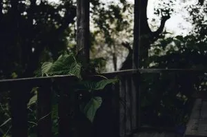 הדברת פרעושים