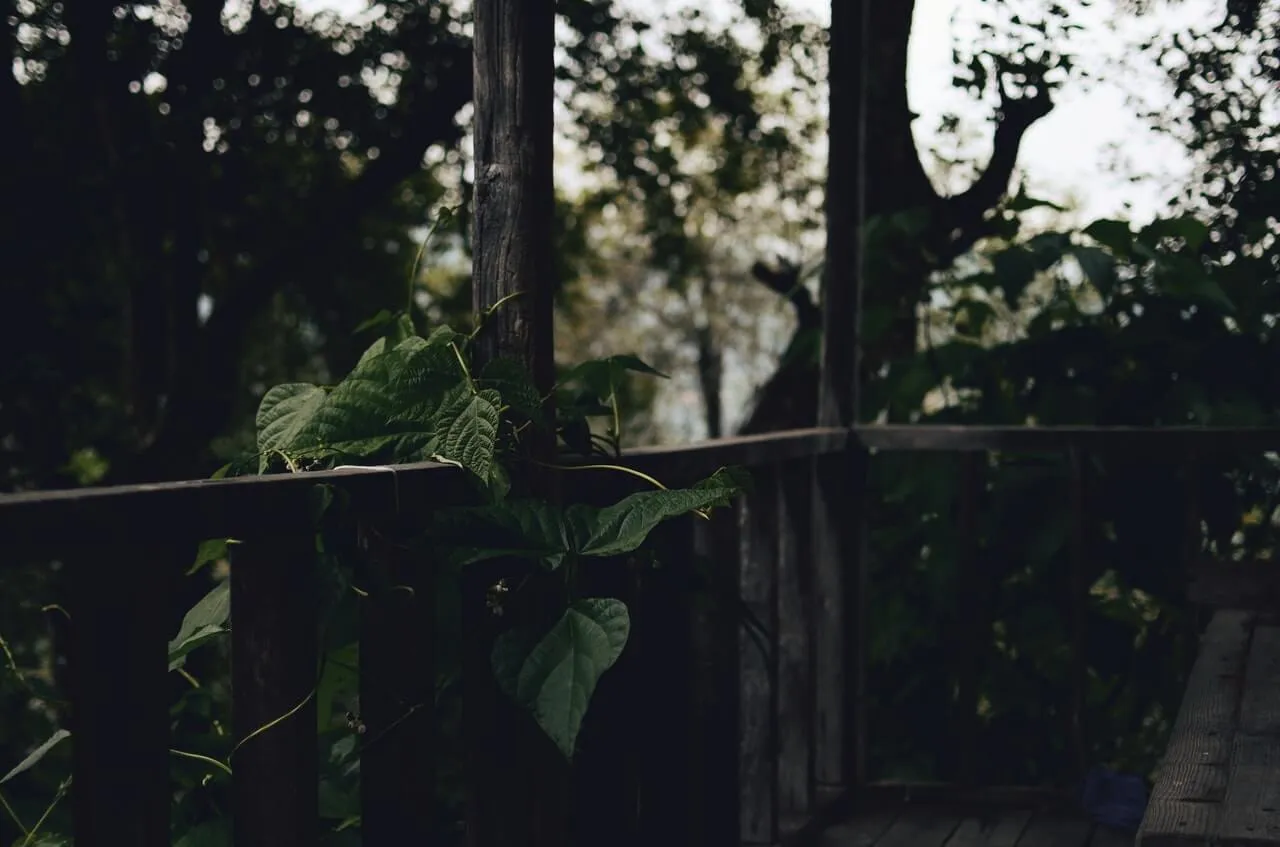 הדברת פרעושים