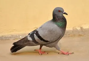 דוקרנים להרחקת יונים