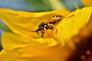 הדברת צרעות בירושלים