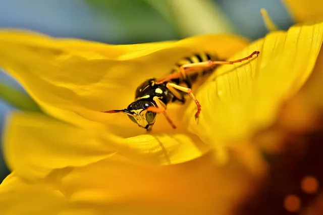 הדברת צרעות בירושלים